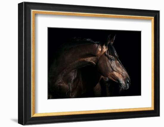 Horse-Fabio Petroni-Framed Photographic Print