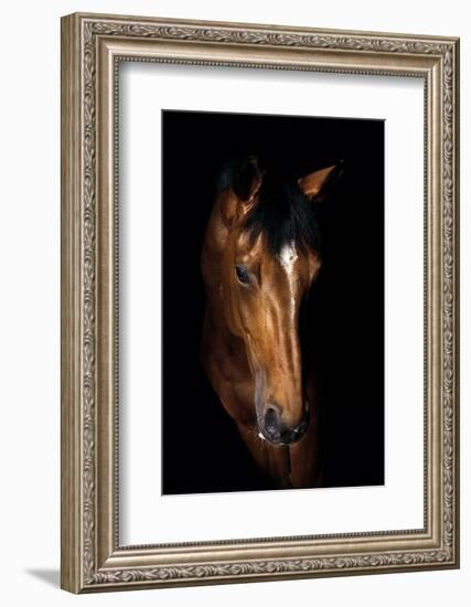 Horse-Fabio Petroni-Framed Photographic Print