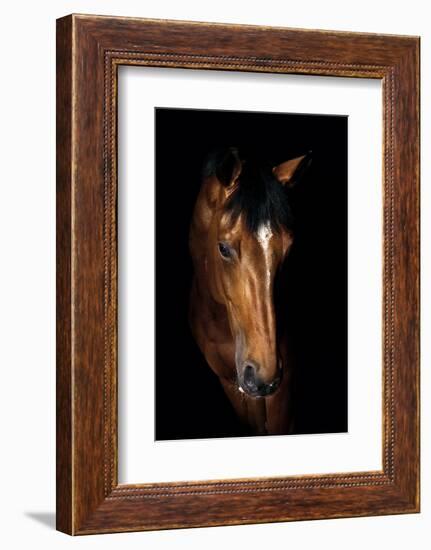 Horse-Fabio Petroni-Framed Photographic Print