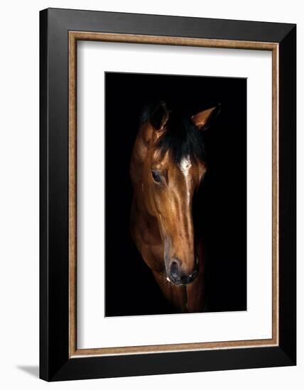 Horse-Fabio Petroni-Framed Photographic Print