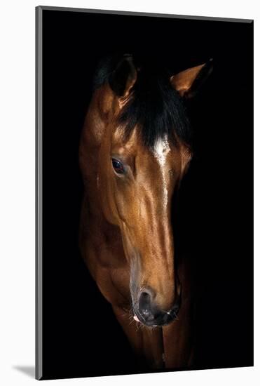 Horse-Fabio Petroni-Mounted Photographic Print