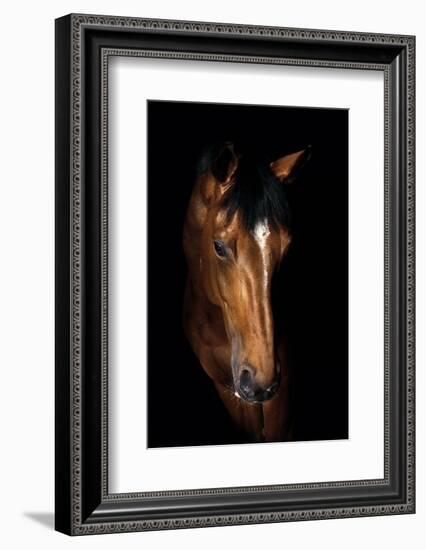 Horse-Fabio Petroni-Framed Photographic Print