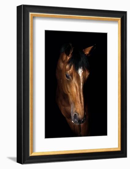 Horse-Fabio Petroni-Framed Photographic Print