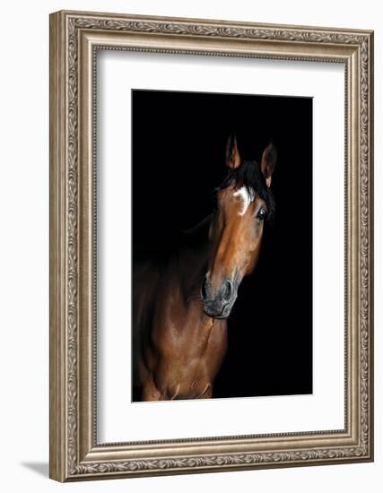 Horse-Fabio Petroni-Framed Photographic Print