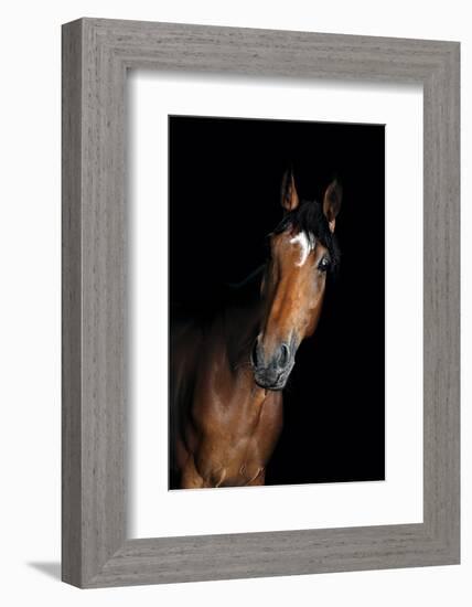 Horse-Fabio Petroni-Framed Photographic Print