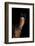 Horse-Fabio Petroni-Framed Photographic Print