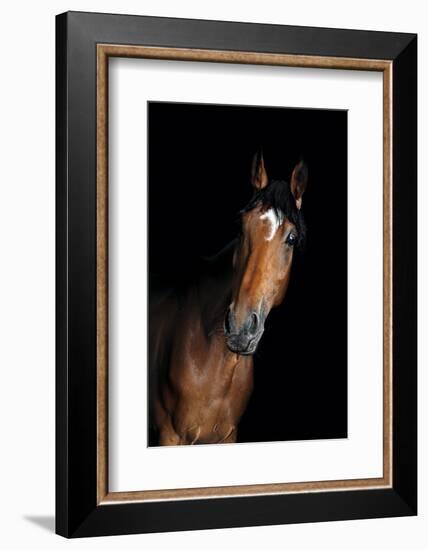 Horse-Fabio Petroni-Framed Photographic Print