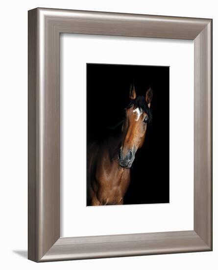 Horse-Fabio Petroni-Framed Photographic Print