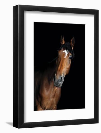 Horse-Fabio Petroni-Framed Photographic Print