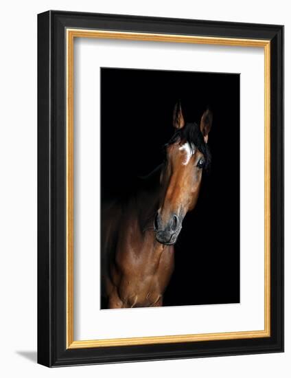 Horse-Fabio Petroni-Framed Photographic Print