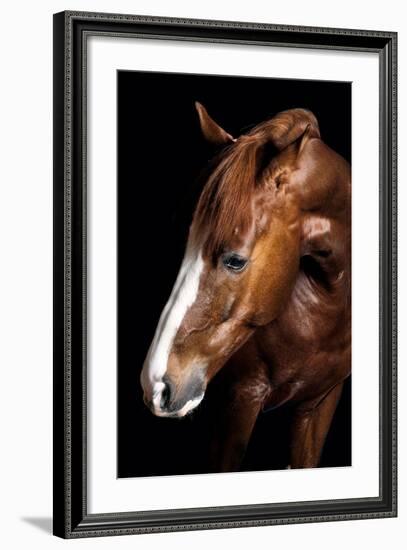 Horse-Fabio Petroni-Framed Photographic Print