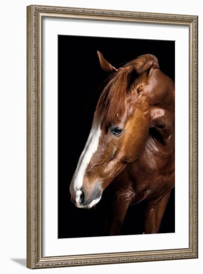 Horse-Fabio Petroni-Framed Photographic Print