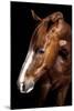 Horse-Fabio Petroni-Mounted Photographic Print