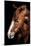 Horse-Fabio Petroni-Mounted Photographic Print