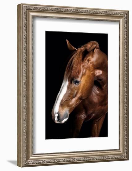 Horse-Fabio Petroni-Framed Photographic Print