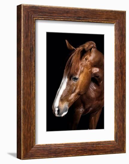 Horse-Fabio Petroni-Framed Photographic Print