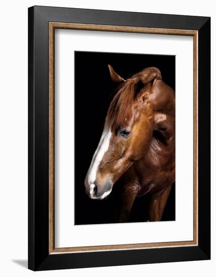 Horse-Fabio Petroni-Framed Photographic Print