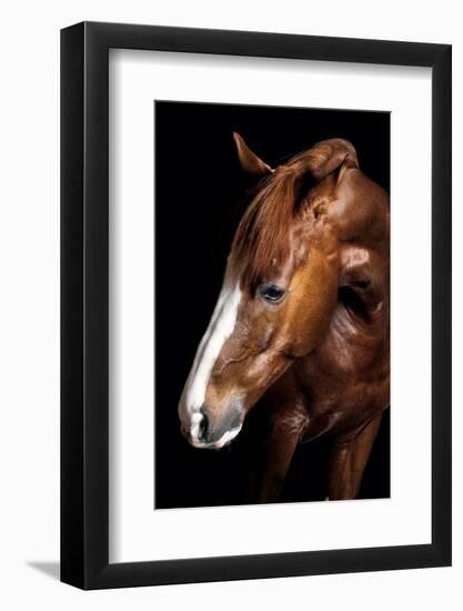 Horse-Fabio Petroni-Framed Photographic Print