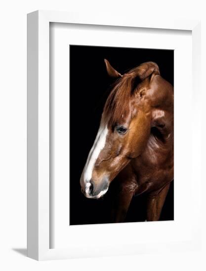 Horse-Fabio Petroni-Framed Photographic Print