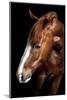 Horse-Fabio Petroni-Mounted Photographic Print