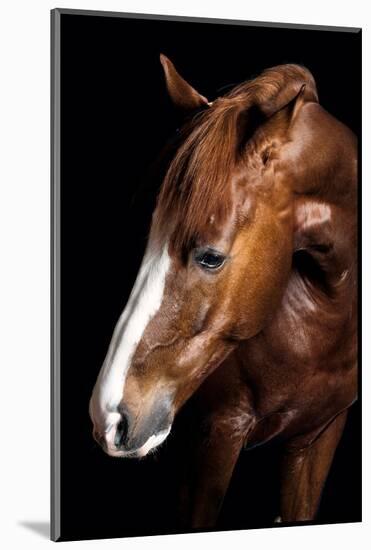 Horse-Fabio Petroni-Mounted Photographic Print