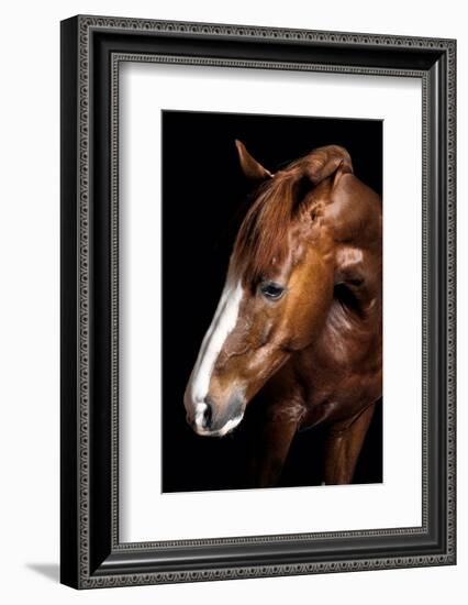 Horse-Fabio Petroni-Framed Photographic Print