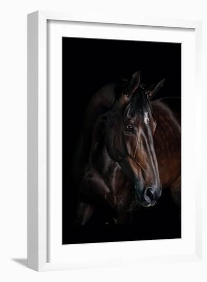 Horse-Fabio Petroni-Framed Photographic Print