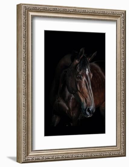 Horse-Fabio Petroni-Framed Photographic Print