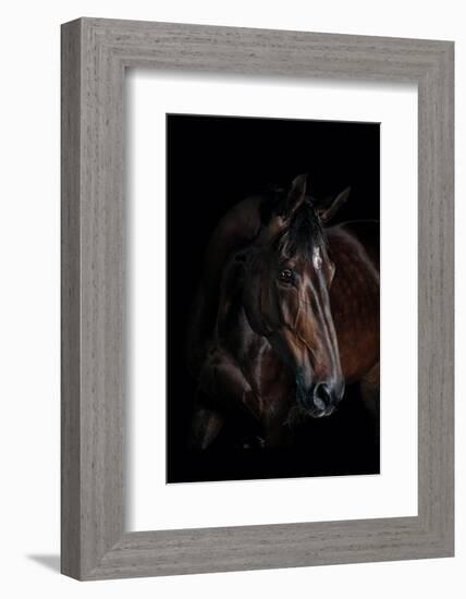 Horse-Fabio Petroni-Framed Photographic Print