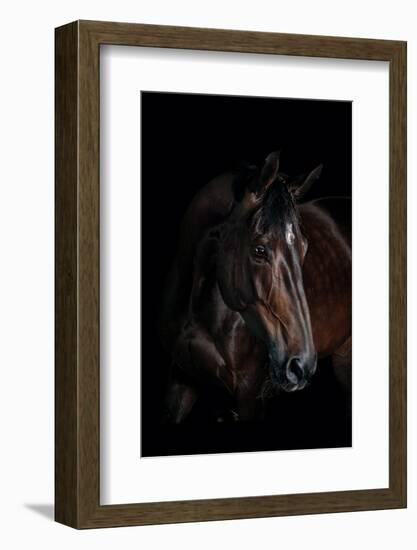 Horse-Fabio Petroni-Framed Photographic Print