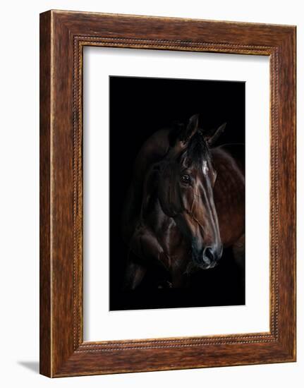 Horse-Fabio Petroni-Framed Photographic Print