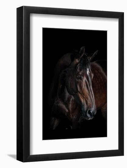 Horse-Fabio Petroni-Framed Photographic Print