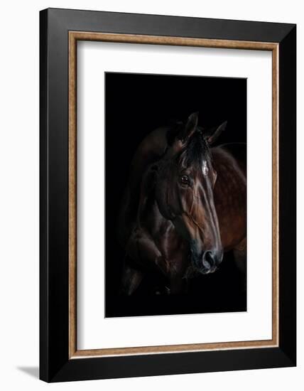 Horse-Fabio Petroni-Framed Photographic Print