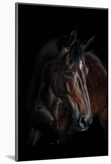 Horse-Fabio Petroni-Mounted Photographic Print