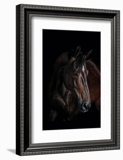 Horse-Fabio Petroni-Framed Photographic Print