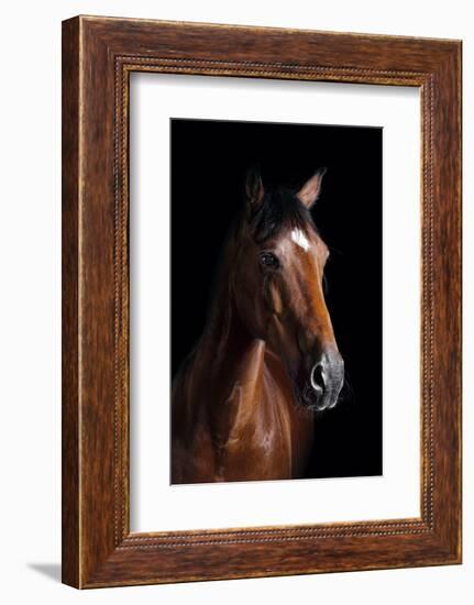 Horse-Fabio Petroni-Framed Photographic Print