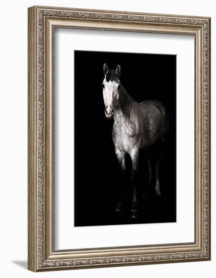 Horse-Fabio Petroni-Framed Photographic Print