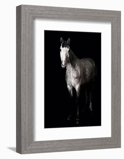 Horse-Fabio Petroni-Framed Photographic Print