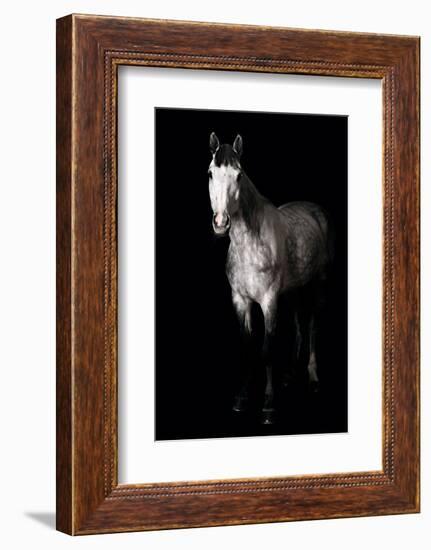 Horse-Fabio Petroni-Framed Photographic Print