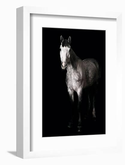 Horse-Fabio Petroni-Framed Photographic Print