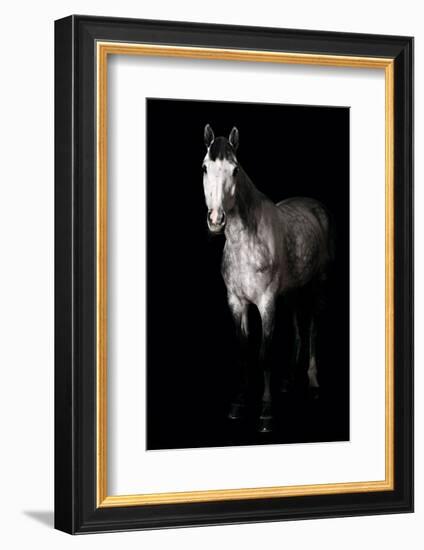 Horse-Fabio Petroni-Framed Photographic Print