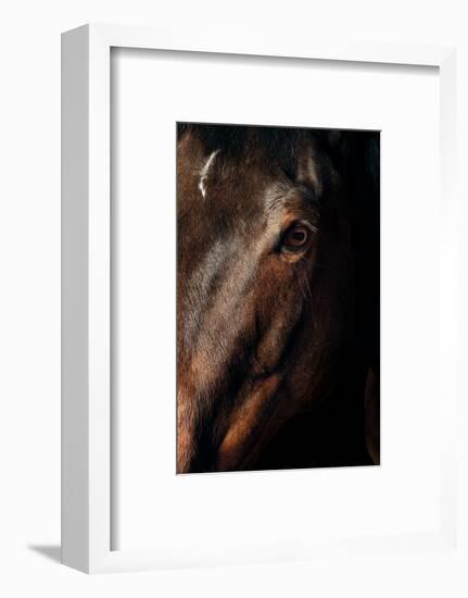 Horse-Fabio Petroni-Framed Photographic Print