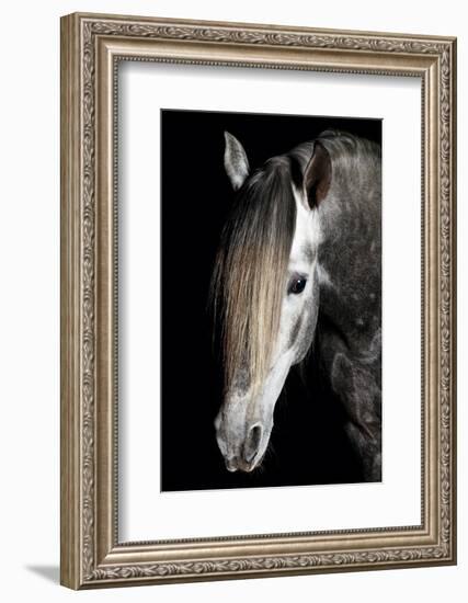 Horse-Fabio Petroni-Framed Photographic Print