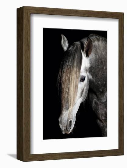 Horse-Fabio Petroni-Framed Photographic Print