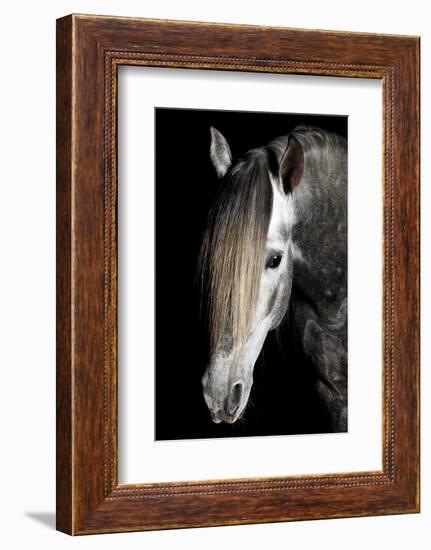 Horse-Fabio Petroni-Framed Photographic Print