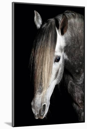 Horse-Fabio Petroni-Mounted Photographic Print