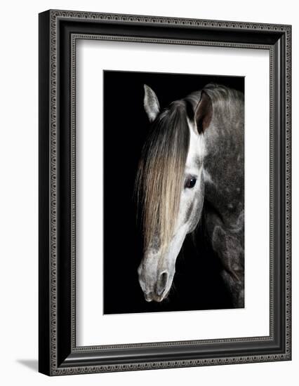 Horse-Fabio Petroni-Framed Photographic Print