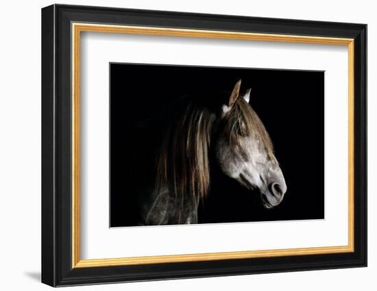 Horse-Fabio Petroni-Framed Photographic Print