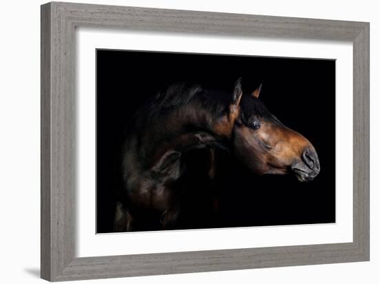 Horse-Fabio Petroni-Framed Photographic Print