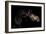 Horse-Fabio Petroni-Framed Photographic Print